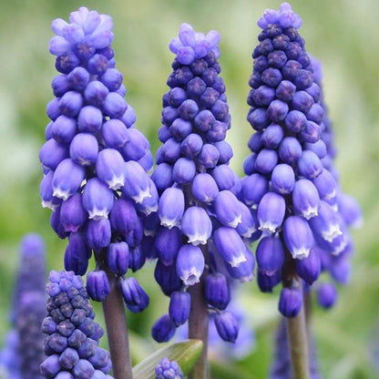 Complete Spring Flower Bulb Garden - 50 Bulbs for 50 Days of Continuous Blooms (Spring Color from March Through June) - Easy to Grow Fall Planting Bulbs by Willard & May