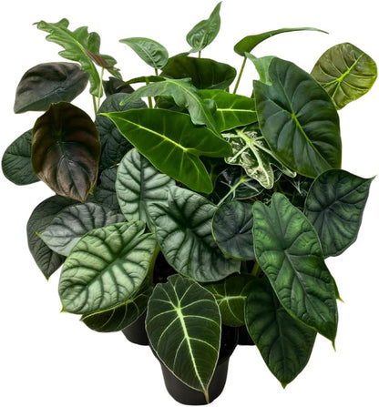 BubbleBlooms Alocasia Assortment Set, 4 inch pots, 10 Different Alocasias Frydek, Black Velvet, Maharani, Regal Shield, Bambino, Tiny Dancer, Serendiptiy