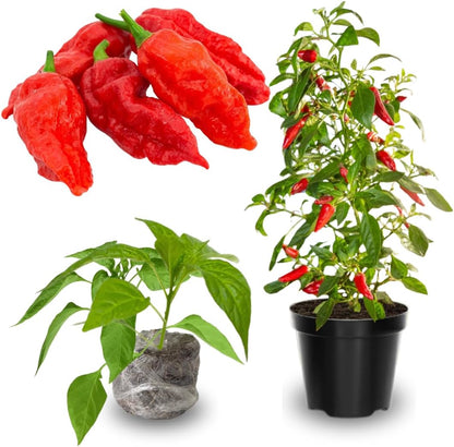 Pack 4 Pepper Plants Live, 80 Days Old Live Pepper Green for Growing, Chili Peppers for Planting, 5 to 9 Inc Tall (Bhut Jolokia Ghost)
