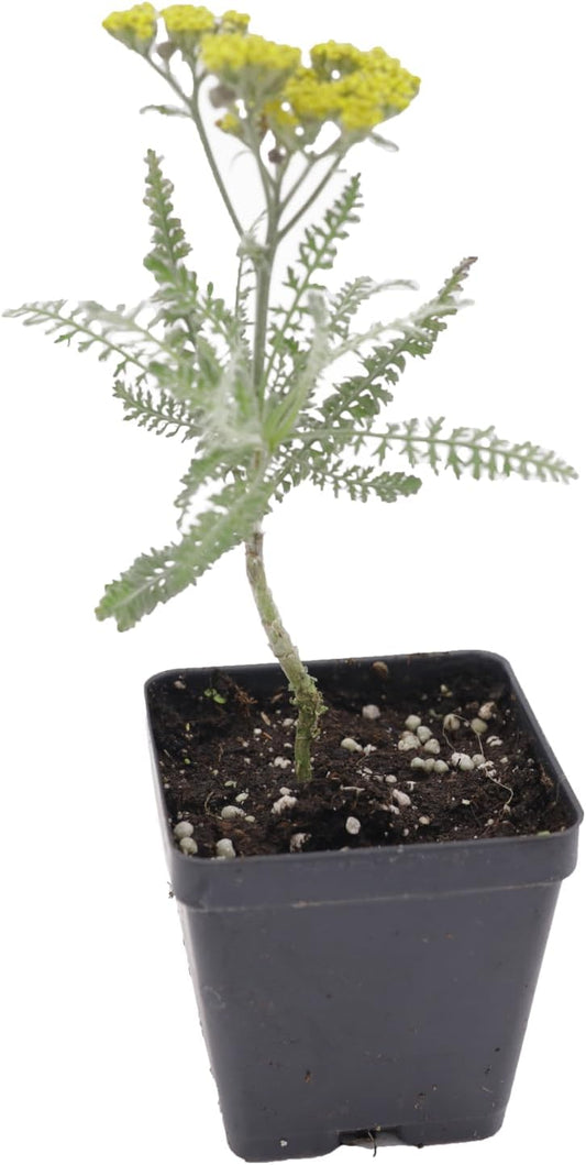Greenwood Nursery: Live Perennial Plants - Achillea 'Moonshine' Yarrow - [Qty: 5X Pint Pots] - (Click for Other Available Plants/Quantities)