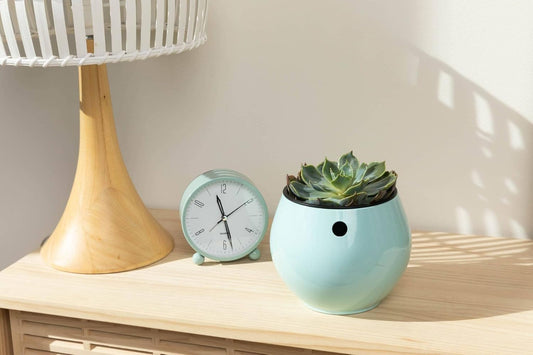 rePotme Slow Release Succulent & Cactus Food | Feed ME! Time Release Fertilizer (11-10-11) | Feed Your Plants Automatically, Apply Once Every 6 Months