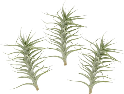 Live Air Plants - Tillandsia Albida 7-12" - 3ct – ragnaroc Live Indoor Plant - Live Arrival Guaranteed - House Plants for Home Decor & Gift