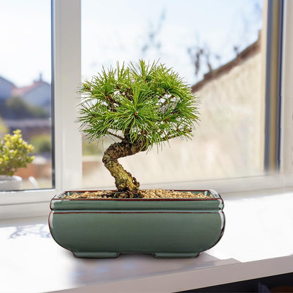 Ceramic Bonsai Pots with Drainage Hole Set of 2, Green Glazed Bonsai Planters for Indoor/Outdoor Use, Rectangular Shallow Bonzai Tree Pot for Succulent, Orchids, Cacti, Home, Patio, Garden, 8.7"x5.9"
