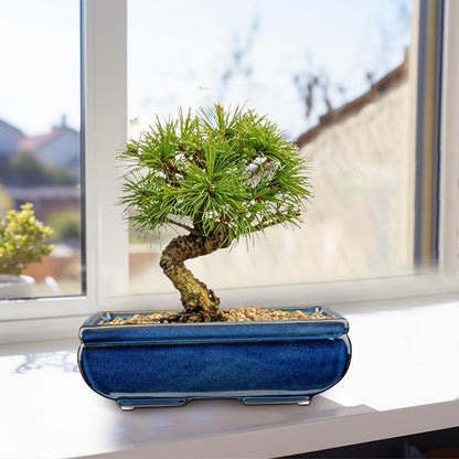 Succulent Planters Bonsai Pots for Live Bonsaii Trees Set of 2, 8.7" Large Ceramic Shallow Pot for Succulents Indoor with Drainage Hole, Outdoor Cactus Plant Bonsai Pots, Ceramic Flower Pot