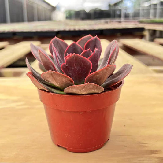 4-inch Succulent Echeveria 'Rob Roy', Live Succulents Plants Fully Rooted in Pots with Soil, Easy-Care House Plants for DIY, Home Office Decoration