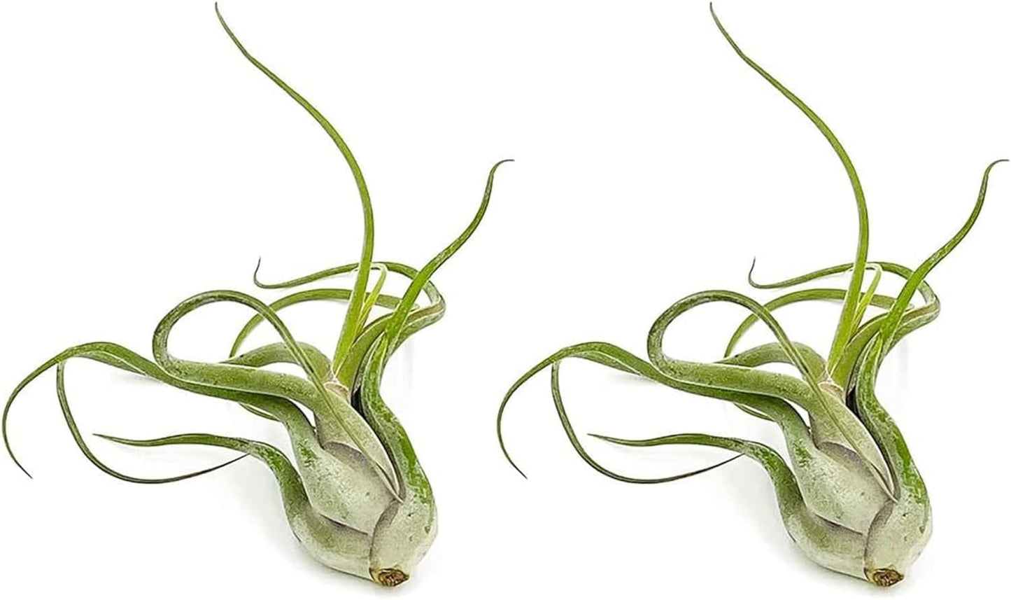 Air Plants - Flowering Tillandsia Caput Medusae, Large 5-7" - 2ct - Live Arrival Guaranteed - House Plants for Home Decor & Gift