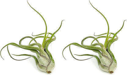 Air Plants - Flowering Tillandsia Caput Medusae, Large 5-7" - 2ct - Live Arrival Guaranteed - House Plants for Home Decor & Gift