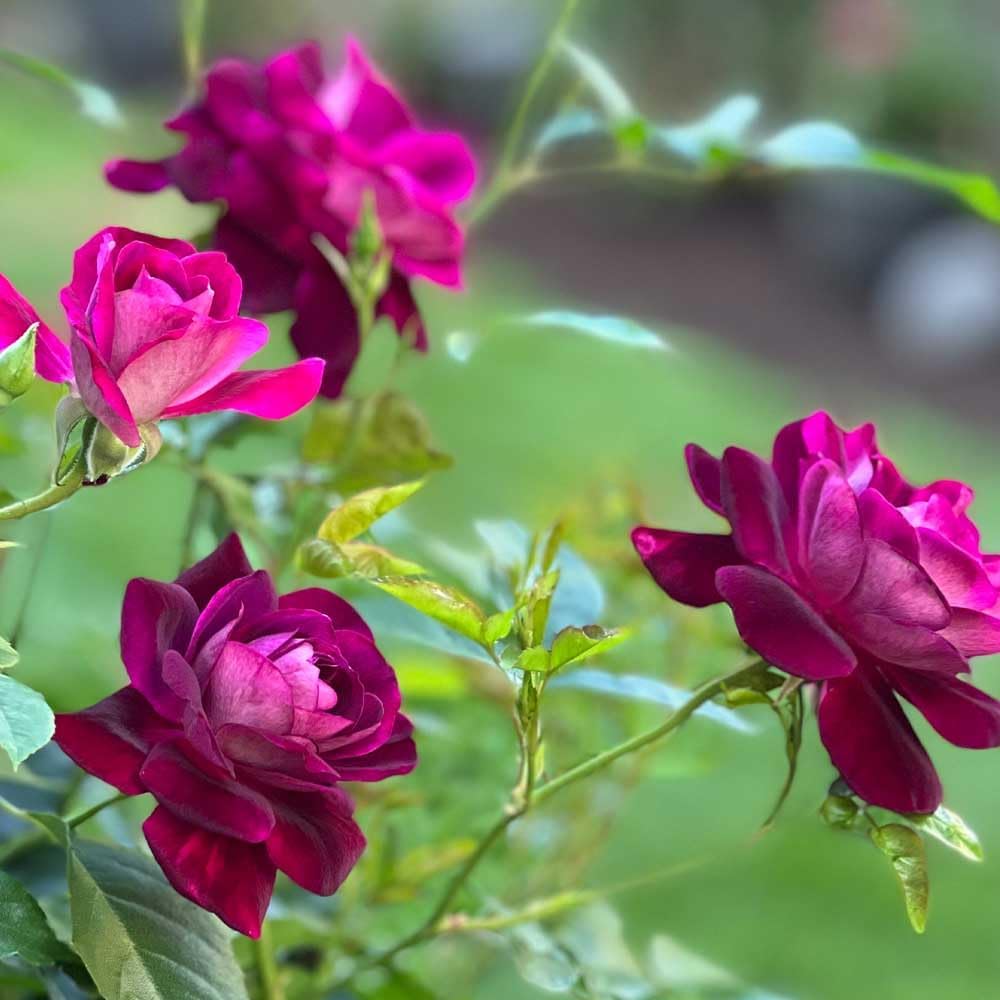 Heirloom Roses Rose Plant - Burgundy Iceberg™ Purple Rose Bush, Shrub Live Plant for Planting Outdoors