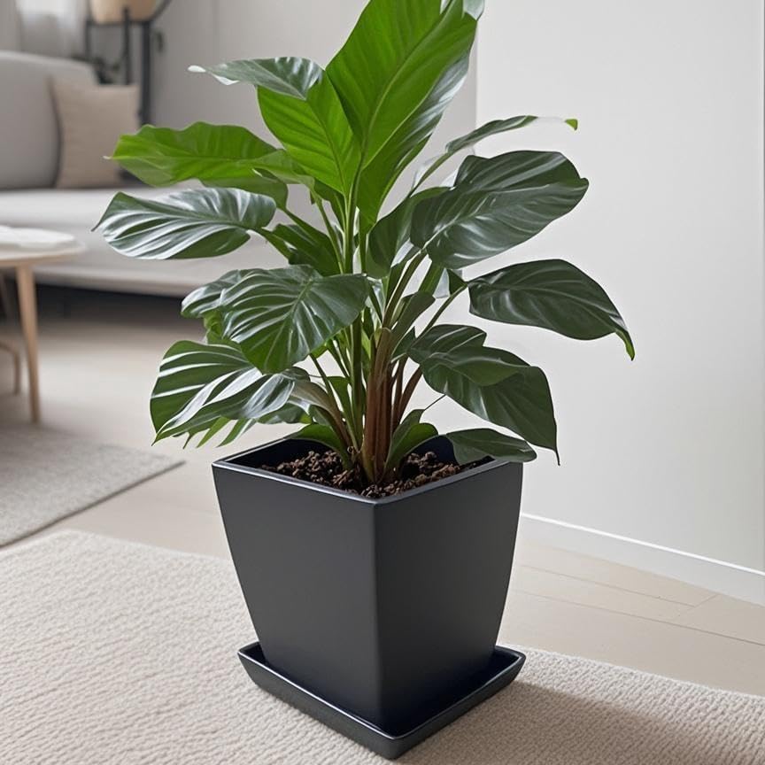 Square Plant Saucer 10 Inch 2 Pack，Plant Trays for Pots, Black Ceramic Plant Saucers for Indoors Outdoors, Plant Drip Tray 4 6 8 10 12 14 Inch