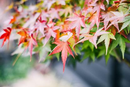 300+ Bonsai Tree Seeds – 10 Popular Varieties of Non GMO Heirloom Bonsai Seeds Red Maple, elm Tree, Blue Spruce, Black Spruce, Black Pine, Wisteria, Sakura, Flame Tree, Bauhinia, Dawn Redwood