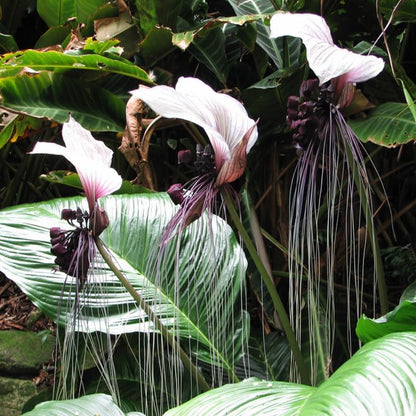 White Tacca Plants Live in 2 Inch Pot, White Bat Flower Well Rooted for Planting Indoor Outdoor, Ornamental Houseplant