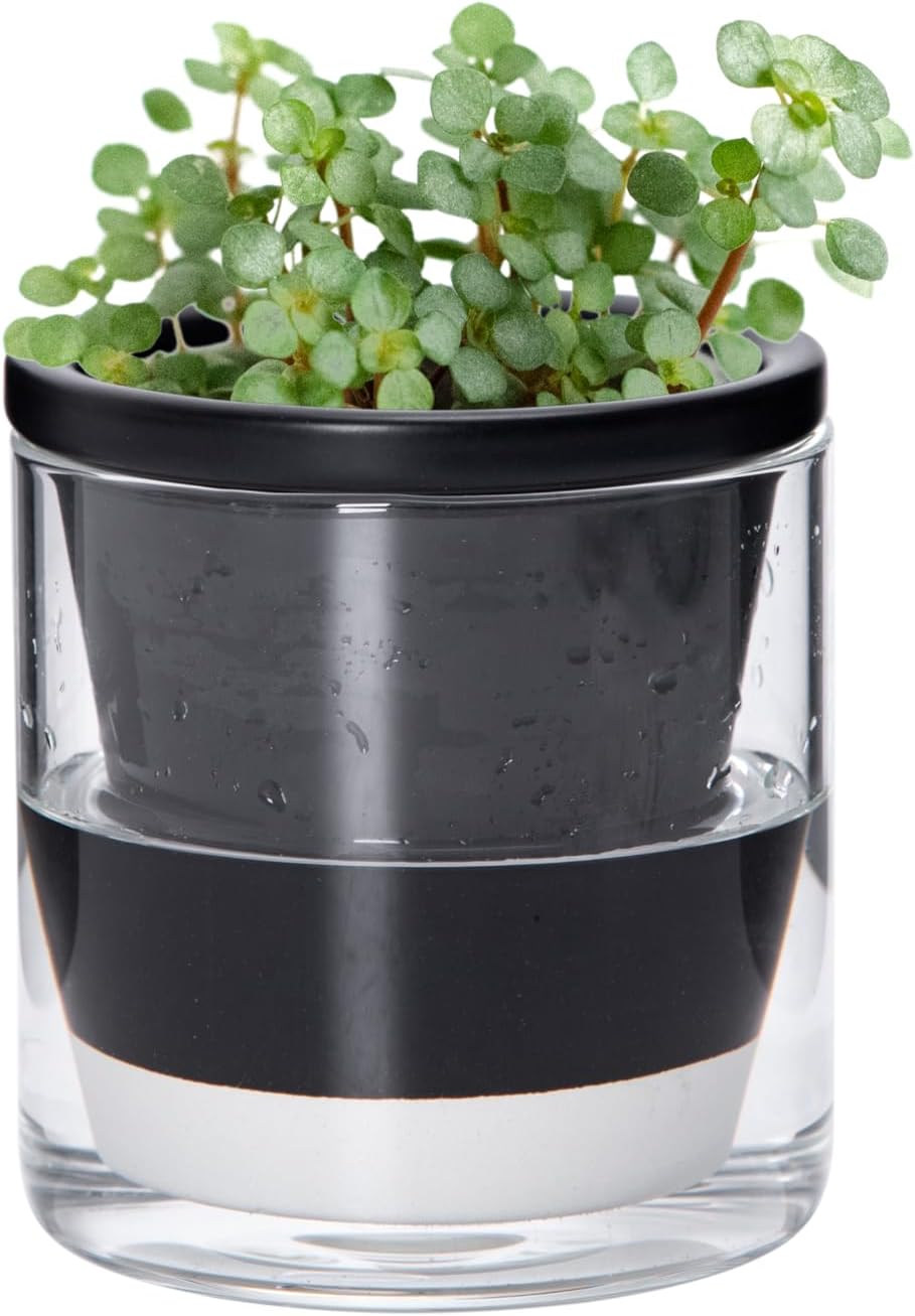 D'vine Dev 4 Inch Design Self Watering Planter for Indoor Plants, Black Terracotta Pot with Cylinder Glass Cup, 37-X-A-3