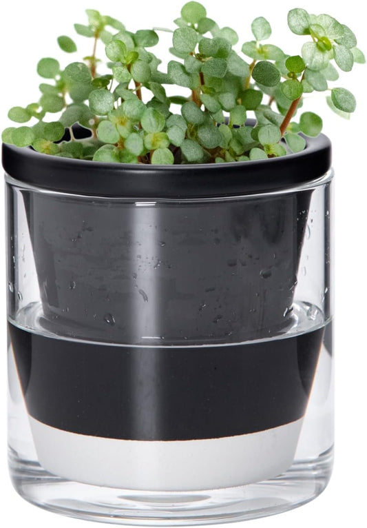 D'vine Dev 4 Inch Design Self Watering Planter for Indoor Plants, Black Terracotta Pot with Cylinder Glass Cup, 37-X-A-3
