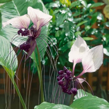 White Tacca Plants Live in 2 Inch Pot, White Bat Flower Well Rooted for Planting Indoor Outdoor, Ornamental Houseplant