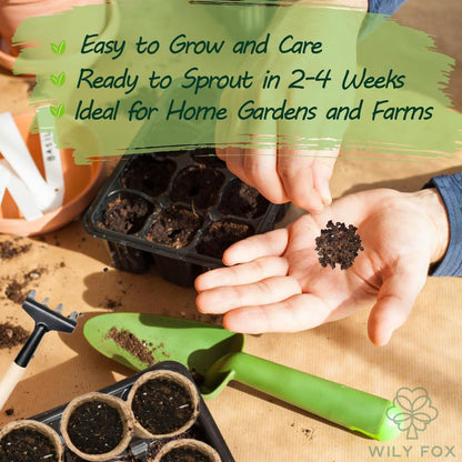 Premium Rare Hollyhock Seeds – 400+ Double Hollyhock Flower Seeds – Non-GMO, Heirloom Perennial – Showy Blooms for Outdoor Planting (Double Hollyhock Mix)