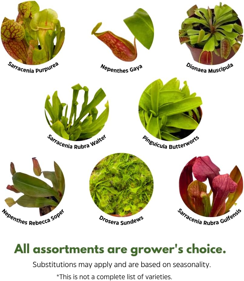 BubbleBlooms Carnivorous Assortment in 3 inch Pots Set of 3