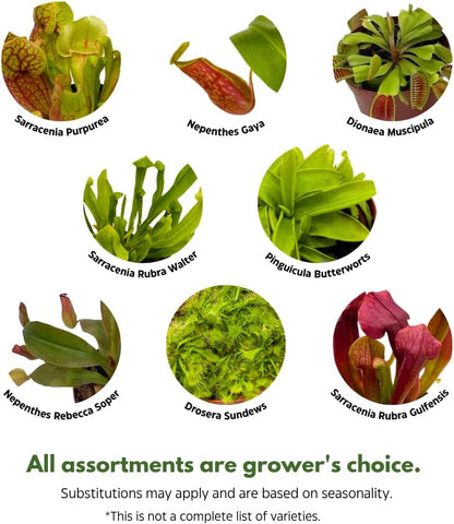 BubbleBlooms Carnivorous Assortment in 3 inch Pots Set of 3