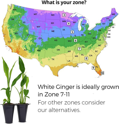 Ginger Root Plant (4 Pack) | Live Edible Plant for Planting | Grow Your Own Fresh Ginger at Home | Spicy & Aromatic Rhizome for Cooking & Tea | Easy to Grow Perennial for Organic Gardens