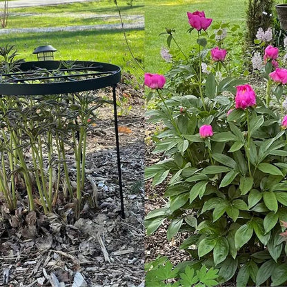 Large Peony Cages and Supports 18.9"x23.6" - Durable Round Garden Flower Rings | Tall Plant Support Stakes for Outdoor Peonies | Enhances Peony Planting Success with Secure Grounding