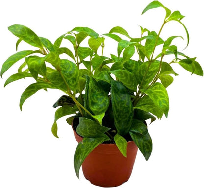 BubbleBlooms Black Pagoda Lipstick Plant in a 4 inch Pot