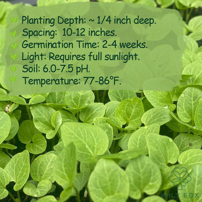 Premium Rare Hollyhock Seeds – 100+ Double Red Hollyhock Flower Seeds – Non-GMO, Heirloom Perennial – Showy Blooms for Outdoor Planting (Dwarf Double Red Hollyhock)