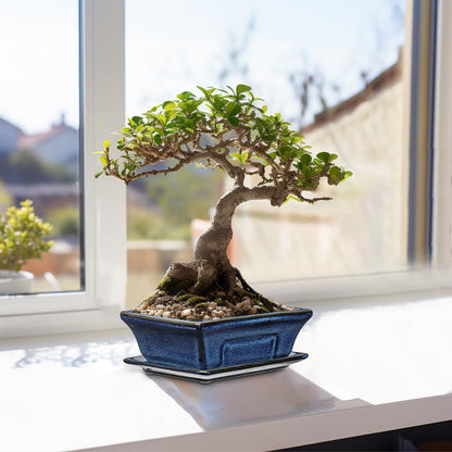 Ceramic Bonsai Pots with Drainage Tray Set of 2, 6 Inch Blue Glazed Bonsai Planters for Indoor/Outdoor Use, Shallow Rectangular Bonzai Tree Pots for Succulent, Orchids, Cacti, Home, Patio, Garden