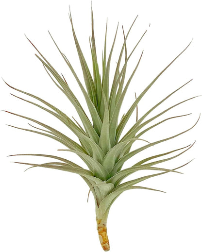Air Plants - Flowering Tillandsia Lilla Lilac, Large 5" - 1ct - Live Arrival Gauranteed - House Plants for Home Decor & Gift