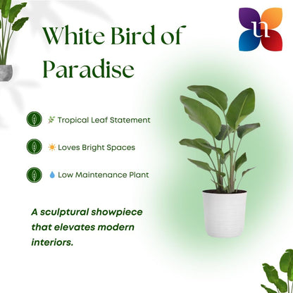 United Nursery White Bird of Paradise – Strelitzia Nicolai in 10” Grower Pot – 32–36 Inches Tall – Large Tropical Indoor Plant – Easy-Care Air-Purifying Floor Plant for Home or Office