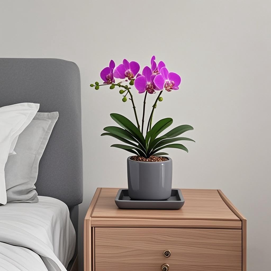 Square Plant Saucer 8 Inch 2 Pack，Plant Trays for Pots, Gray Ceramic Plant Saucers for Indoors Outdoors, Plant Drip Tray 4 6 8 10 12 14 Inch