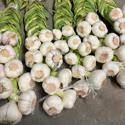 1 Pound Garlic for Planting in Fall Hardneck, 8 Music Garlic Bulbs for Planting, Fresh and High Yield Bulb Variety Pack, Hardy and Fast Growing