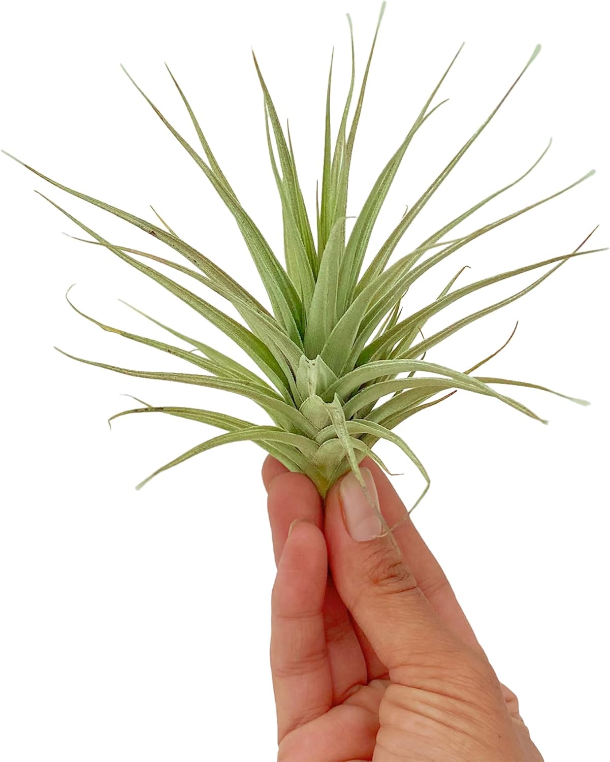 Air Plants - Flowering Tillandsia Lilla Lilac, Large 5" - 3ct - Live Arrival Guaranteed - House Plants for Home Decor & Gift