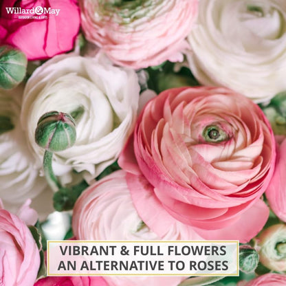 25 Pastel Mixed Ranunculus Bulbs for Planting - Buttercup Color Mix Value Bag - Plant in Gardens, Borders & Flowerbeds - Easy to Grow Fall Flowers Bulbs by Willard & May