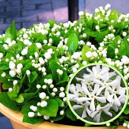 2 Green Confederate Star Jasmine Plants Live, Climbing Jasmine Indoor Outdoor Live, Fragrant, 5-9" in Tall, No Pot, Hardy and Fast-Growing