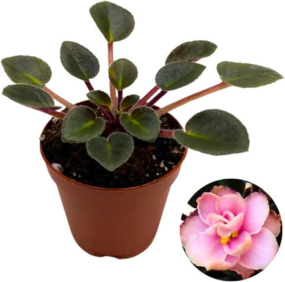 Mini African Violet Jolly Dear 2 inch Pink Flower