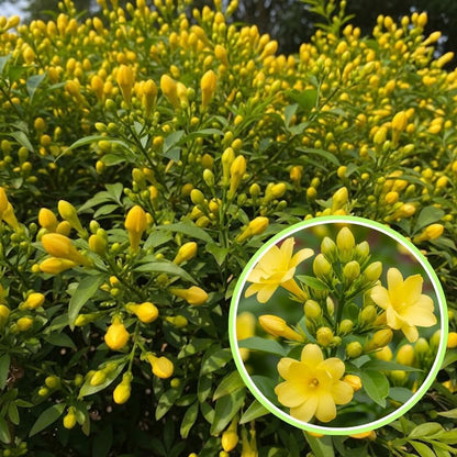 2 Gardenia Jasmine Plants Live, Climbing Jasmine Indoor Outdoor Live, Fragrant, 5-9" in Tall, No Pot, Hardy and Fast-Growing