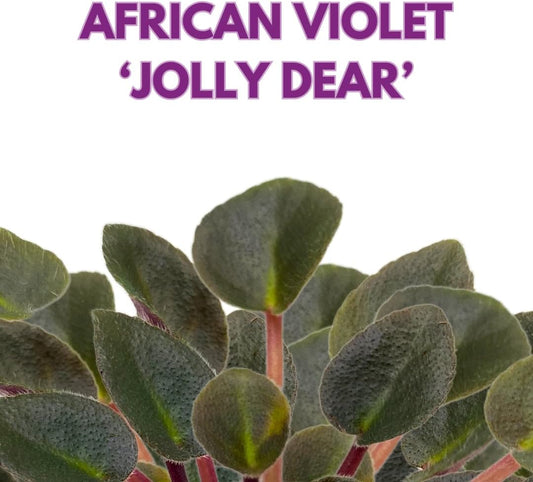 Mini African Violet Jolly Dear 2 inch Pink Flower