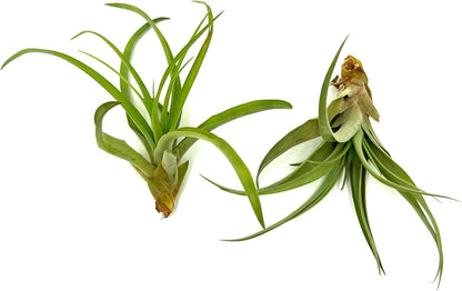 Air Plants - Tillandsia Capitata (Peach), Large 5-7” - 2 ct - Live Arrival Guaranteed - House Plants for Home Decor & Gift
