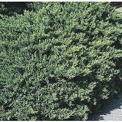 San Jose Juniper | 30 Live Plants | Juniperus Chinensis | Bonsai Drought Tolerant Cold Hardy Evergreen Groundcover