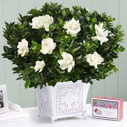 Gardenia Veitchii - Everblooming - Gardenia Jasminoides. Fragrant Evergreen Shrub with Glossy Foliage and Pure White Blooms, Perfect for Pots, Borders, or Gardens (2 Gardenia Veitchii Plants in Sac)