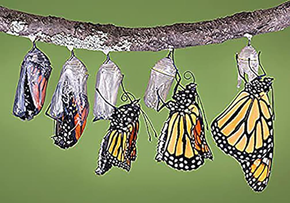 Blood Flower Milkweed Seeds - Food and Host Plant for Monarch Butterflies…