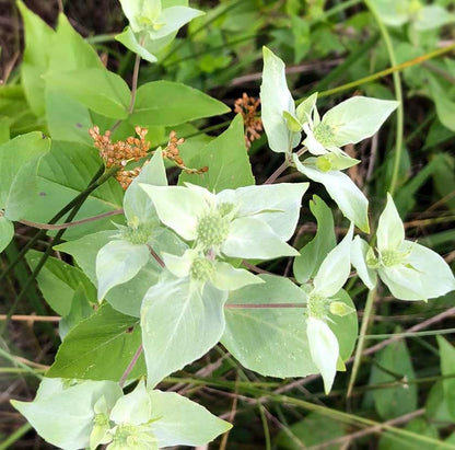 Organic Live Mountain Mint Plant (Pycnanthemum muticum) in 2.5 inch Pot - Short Toothed Mountain Mint, North American Native Plant by Smoke Camp Crafts