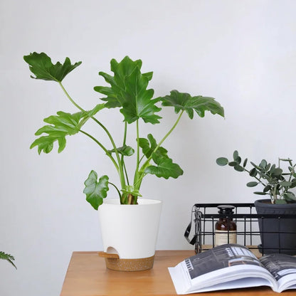 5 Pack 5 inch Self-Watering Pots, African Violets Planter with Drainage Holes and Reservoir, White Brown Plastic Planter for Indoor Outdoor Plants Flowers and Houseplants White Brown, 5 inch 5 pcs