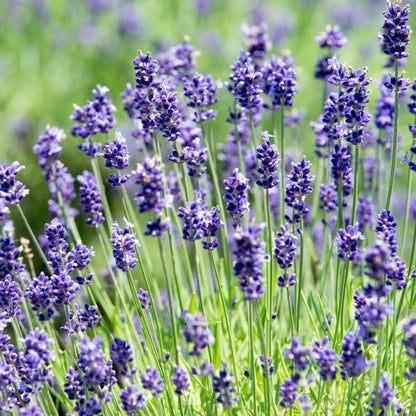 Set 2 Lavender Plants Live, Lavandula Perennial Flower Plants Indoor Outdoor, Well Rooted Plugs 3 to 5 Inch Tall to Grow (Blue Lavender)