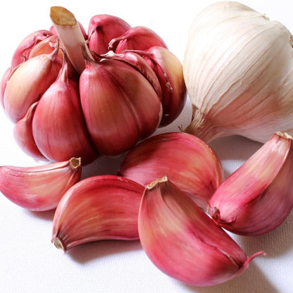 1 Pound Garlic for Planting in Fall Hardneck, 8 Chesnok Red Garlic Bulbs for Planting, Fresh and High Yield Bulb Variety Pack, Hardy and Fast Growing