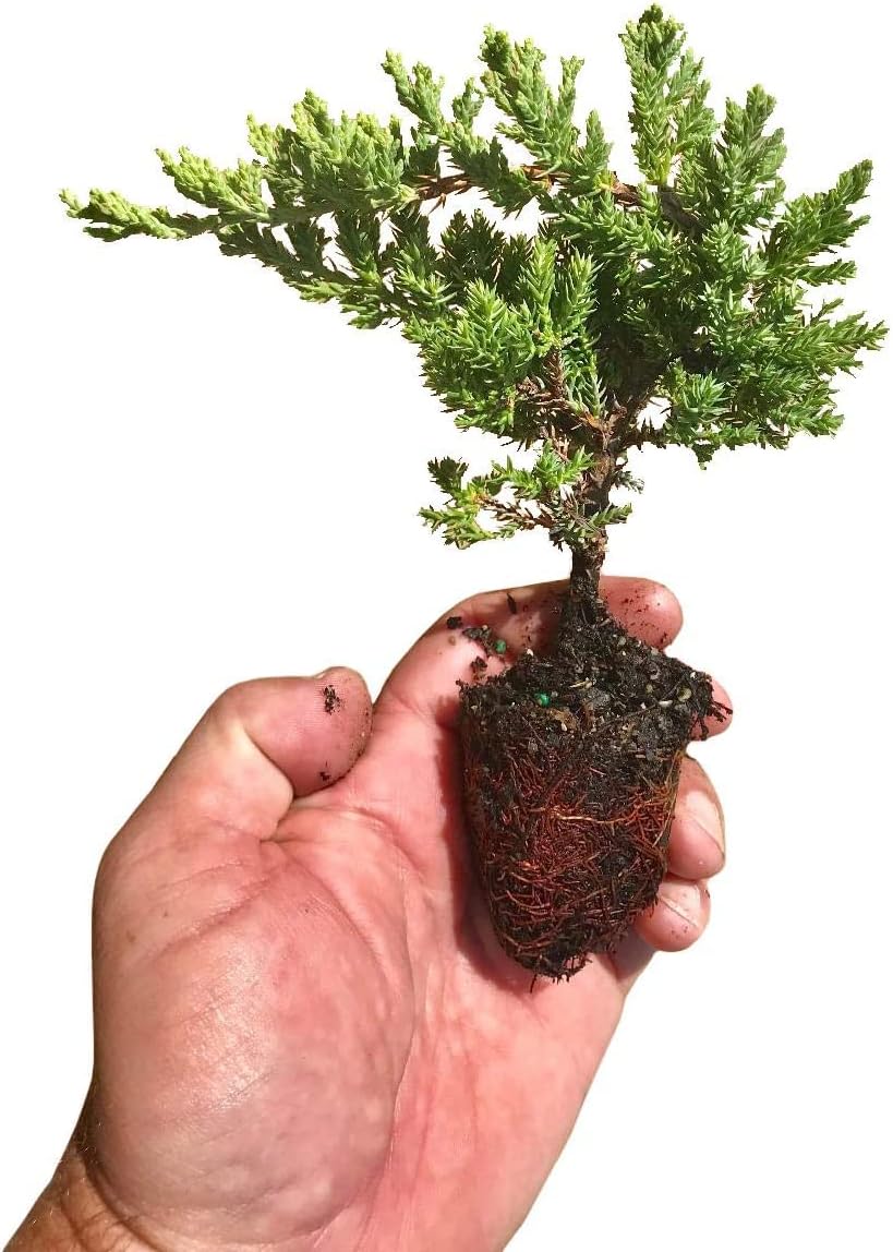 Juniper Procumbens Nana - 20 Live Plants - Drought Tolerant Evergreen Groundcover - Great for Bonsai