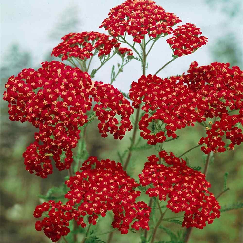Outsidepride Cerise Queen Yarrow Seeds – 10000 Pcs. Perennial, Versatile, Clump-Forming, & Drought Tolerant Flower Seeds for Planting Fragrant & Vibrant Blooms, Ideal for Pollinator Gardens