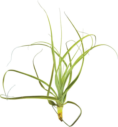 Air Plants - Tillandsia Straminea Jumbo 6-9" - 1ct - Live Arrival Guaranteed - House Plants for Home Decor & Gift