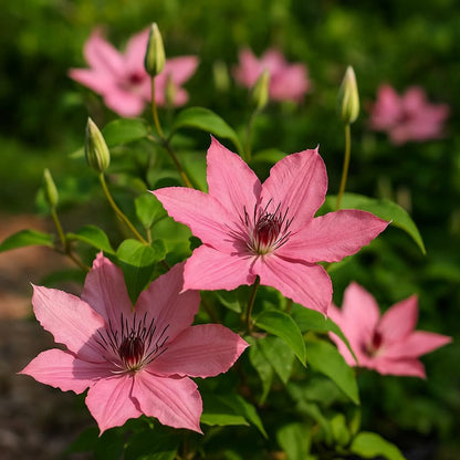 Perennial Farm Clematis Boulevard® Sarah Elizabeth™ Hybrid – Live Flowering Vine in 4 Quart Container, Soft Pink Blooms, Compact Habit, Long Blooming, Perfect for Trellises, Containers & Small Spaces