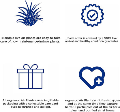 Air Plants - Tillandsia Cacticola, Jumbo 6-9" - 2ct - Live Arrival Guaranteed - House Plants for Home Decor & Gift