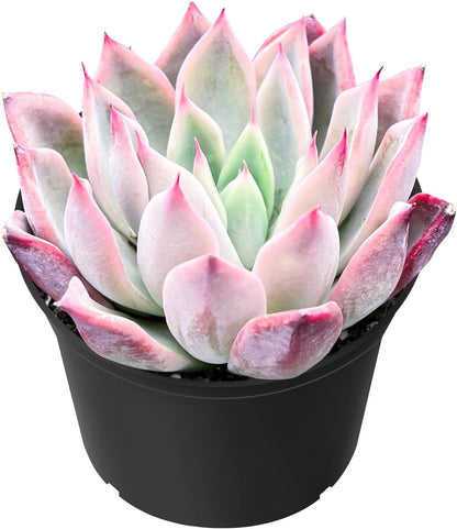 Sprout N Green Echeveria 'Aranjuez', 1 Live Succulent Plant Fully Rooted in 2" Pot, House Plant for Indoor Outdoor Home Office Wedding Decoration DIY Project Party Favor
